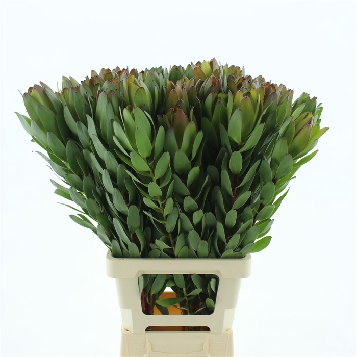 <h4>Leucad Gold Strike Extra</h4>