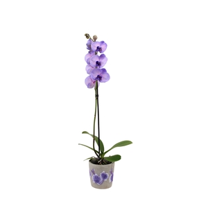 Fiore Purple Phal I Am Purple Heart 1T9+ (24 uur levertijd)