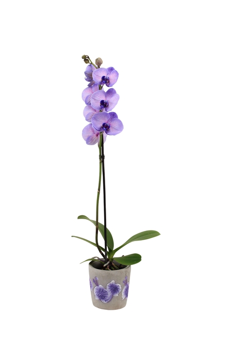 <h4>Fiore Purple Phal I Am Purple Heart 1T9+ (24 uur levertijd)</h4>