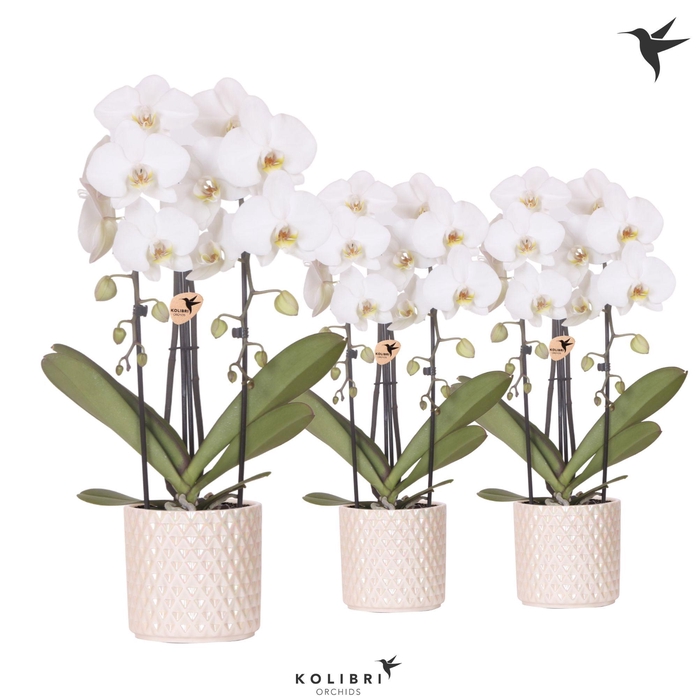 <h4>Kolibri Orchids Phalaenopsis Cascade Niagara Fall white 2 spike in Diamond Pearl pot travertine</h4>
