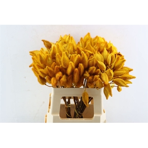 Bixa Painted Yellow