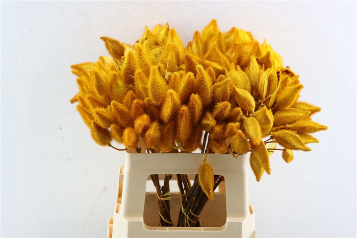 <h4>Bixa Painted Yellow</h4>