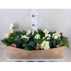 Helleborus niger 'Christmas Carol'