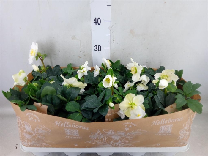 <h4>Helleborus niger 'Christmas Carol'</h4>