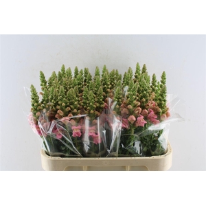 Antirrhinum Pink