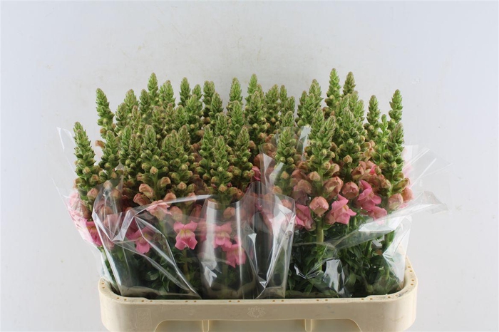 <h4>Antirrhinum Pink</h4>