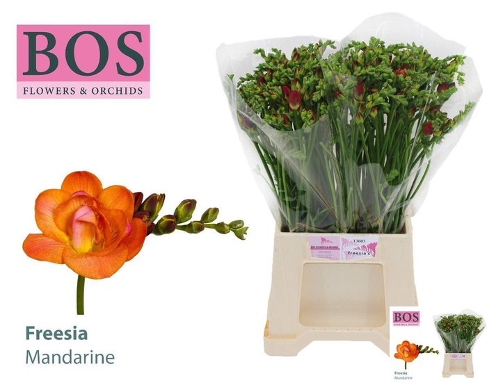 <h4>FR DU MANDARINE</h4>