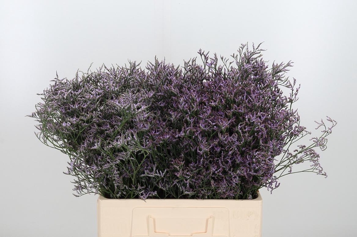 <h4>Lim Saf Lilac 60 20</h4>