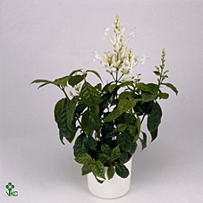 Aglaonema Tourmaline Gold