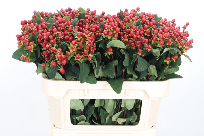 <h4>Hyp Ruby Excess</h4>