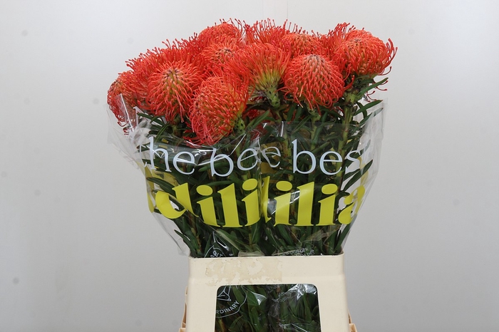 <h4>Nutans Succession</h4>