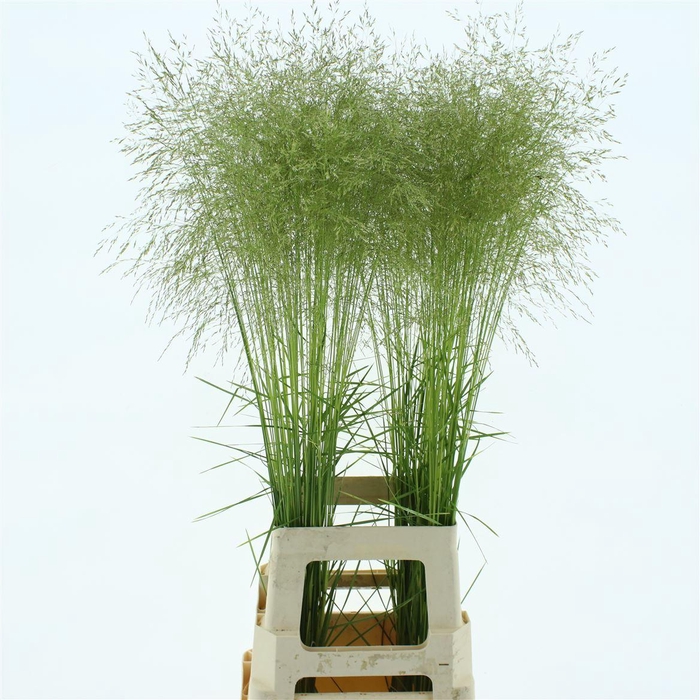 <h4>Deschampsia Silver Green</h4>