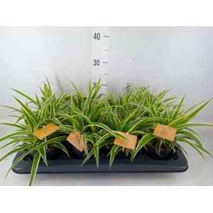 Chlorophytum com. 'Ocean'