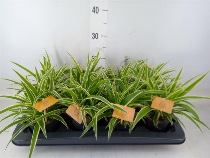 <h4>Chlorophytum com. 'Ocean'</h4>