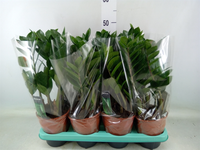 <h4>Zamioculcas zamiifolia</h4>