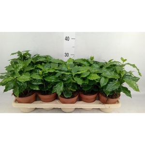 Coffea arabica