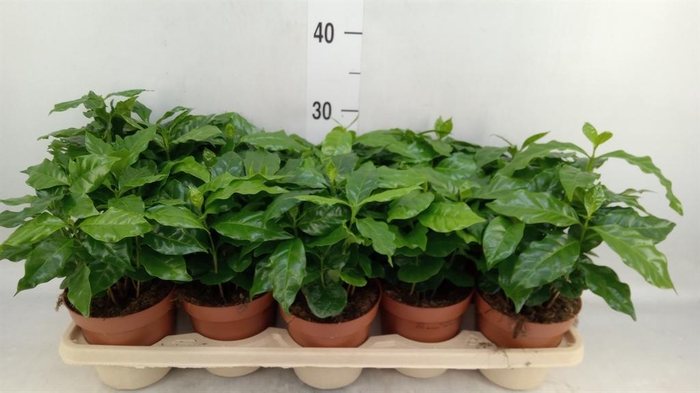 <h4>Coffea arabica</h4>