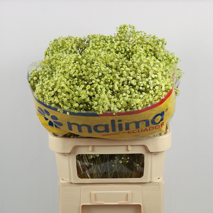 <h4>GYPS KLB H%</h4>