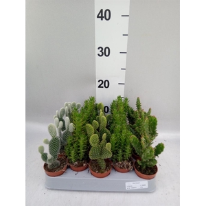 Opuntia