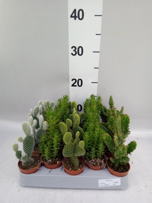 <h4>Opuntia</h4>
