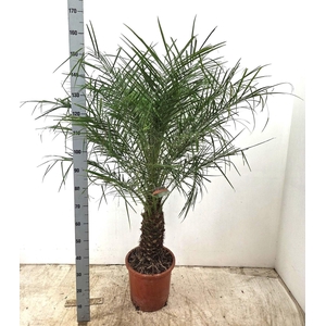 PHOENIX ROEBELENII