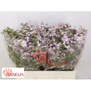 Chamelaucium Un Dancing Queen 55cm 45gr