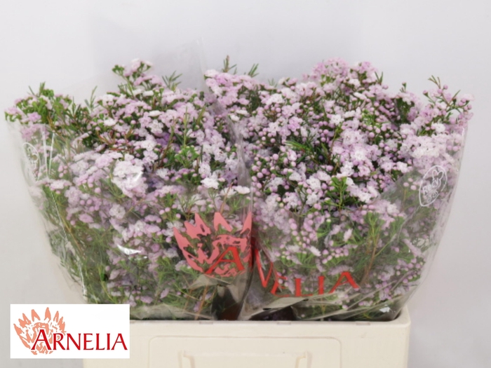 <h4>Chamelaucium Un Dancing Queen 55cm 45gr</h4>