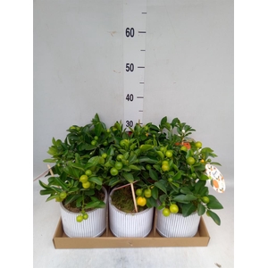 Arr.   Tuinplanten H%