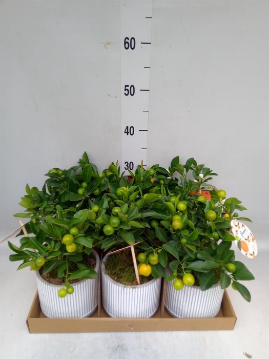 <h4>Arr. Tuinplanten H%</h4>