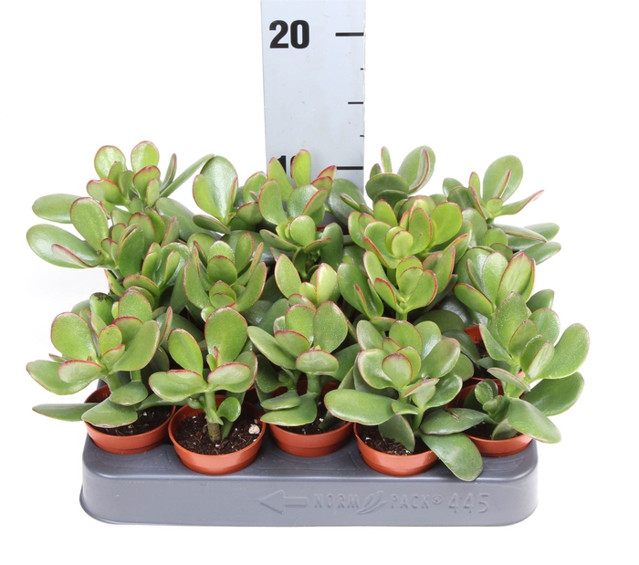 <h4>Crassula ovata</h4>