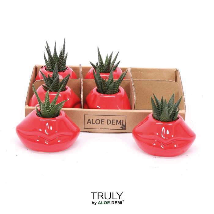 <h4>Succulents   ...</h4>