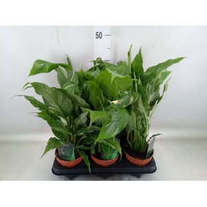 Spathiphyllum 'Diamond'