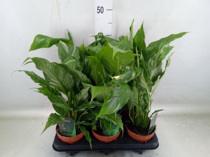<h4>Spathiphyllum  'Diamond'</h4>