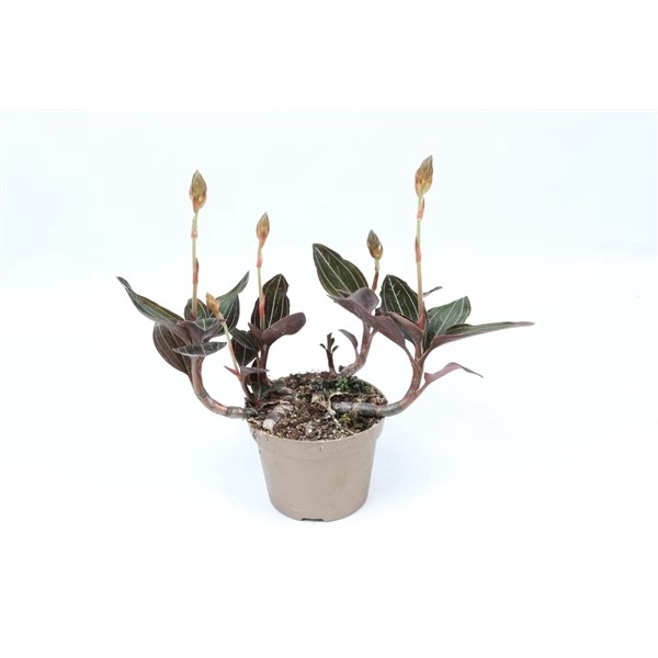 <h4>Ludisia Discolor 12 cm S</h4>