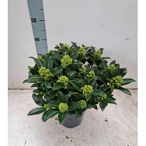 White Globe 21cm 25+ bloem