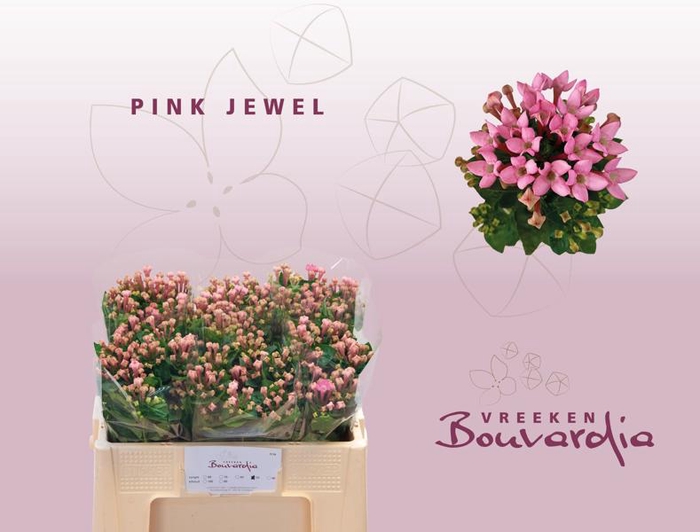 <h4>Bouvardia Royal Pink Jewel Vreeken</h4>