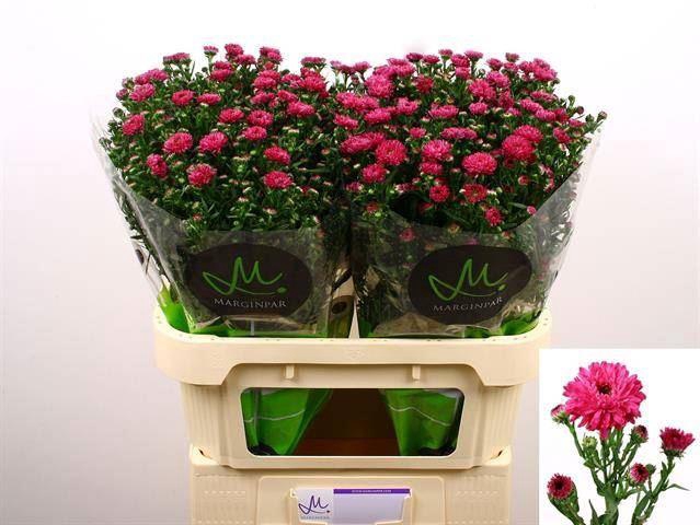<h4>ASTER FLASH 30 GR.</h4>