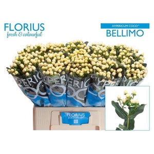 HYP COCO BELLIMO