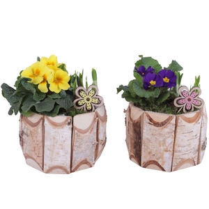 Early Spring Arr. Outdoor Wooden Pot Round Birchwood Ø17cm 2PP