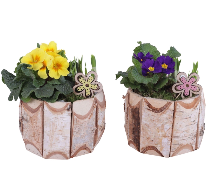 <h4>Early Spring Arr. Outdoor Wooden Pot Round Birchwood Ø17cm 2PP</h4>