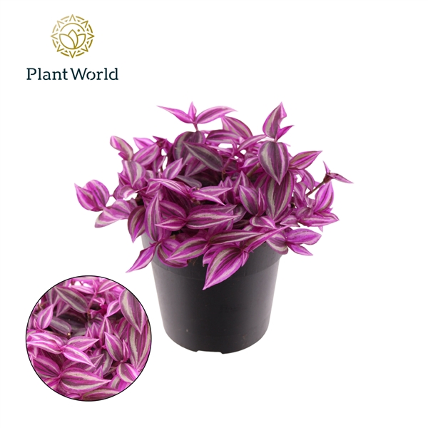 <h4>Tradescantia Pink Paradise</h4>
