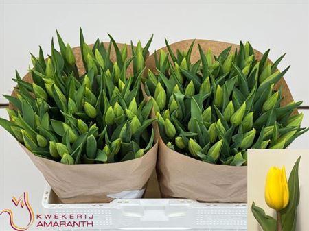 <h4>Tu En Strong Gold</h4>