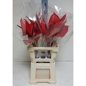 Anthurium Andreanum Grp Cerato