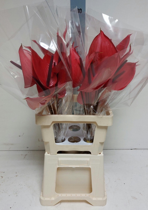 <h4>Anthurium Andreanum Grp Cerato</h4>