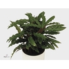 Calathea 12cm Elgergrass