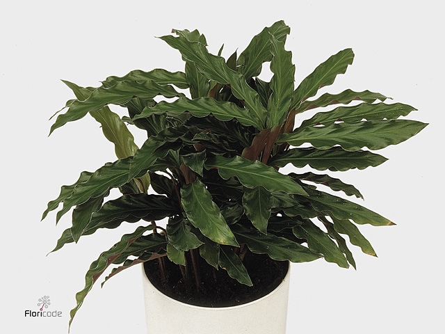 Calathea 12cm Elgergrass