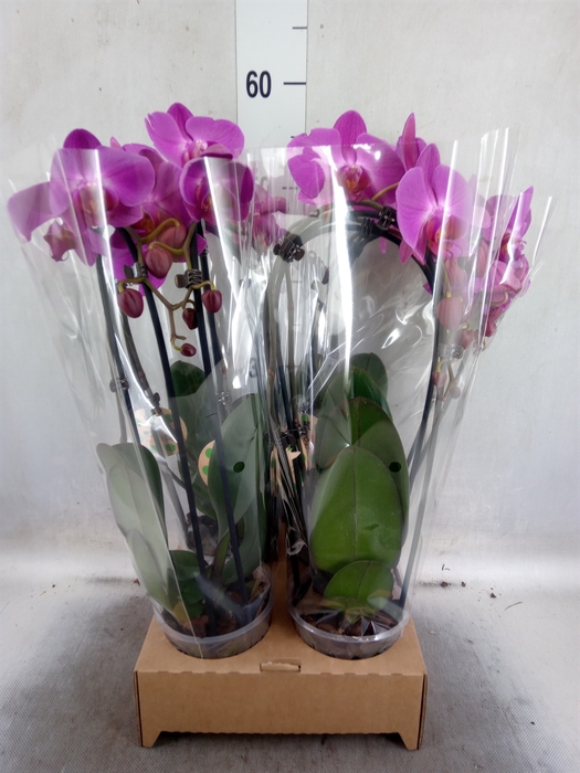 <h4>Phalaenopsis  'Elegant Cascade'</h4>