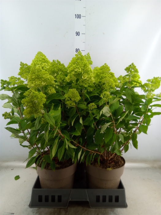 <h4>Hydrangea pan. 'Pandora'</h4>