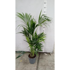 Howea forsteriana