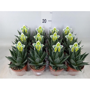 Aloe aristata 'Tiki Tahi'